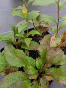 Solidago rugosa, Wrinkleleaf goldenrod