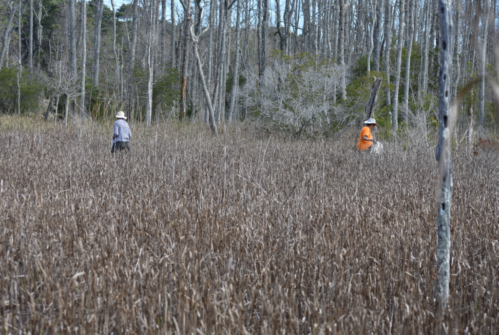 Collecting seed for a marsh restoration contract grow