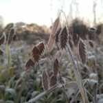 frosty Chasmanthium latifolium "River oats" at Mellow Marsh