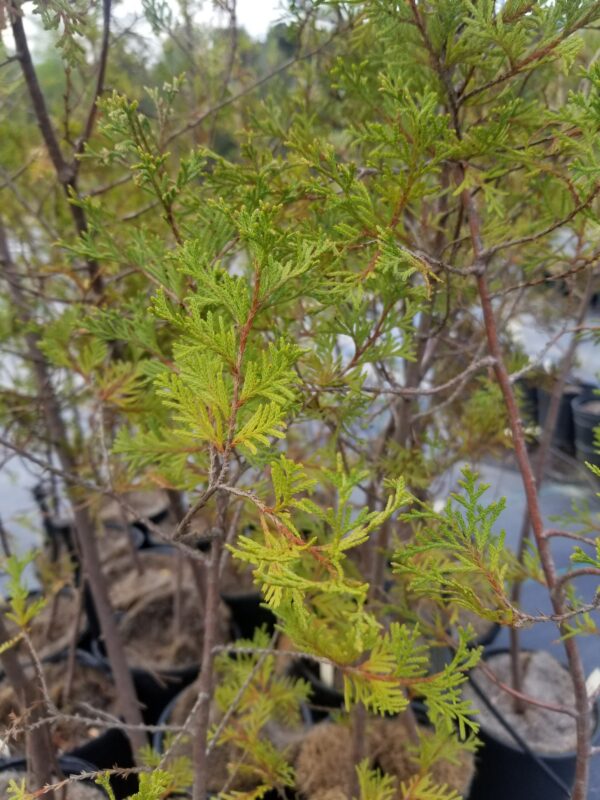 Chamaecyparis thyoides "Atlantic white cedar" 1-gallons at Mellow Marsh