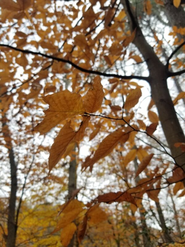 Copper coloured leaves on a full grown Fagus grandifolia "American beech" tree