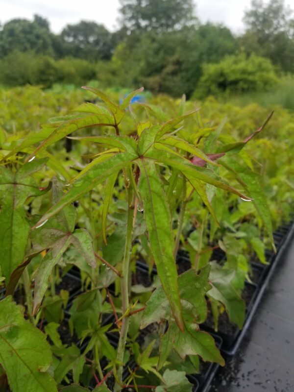 Hibiscus coccineus "Scarlet rose mallow" leaves on 4-inch Mellow Marsh plants