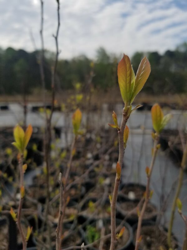 Spring leaves of Nyssa biflora "Swamp tupelo" 1-gallons at Mellow Marsh
