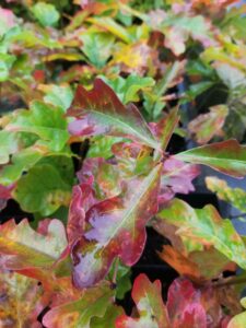 Quercus alba "White oak" red, purple, and green fall leaves on Mellow Marsh tublings