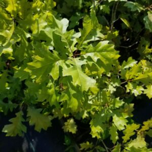 Quercus coccinea "Scarlet oak" leaves on Mellow Marsh 1-gallons