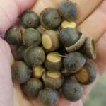 Quercus nigra "Water oak" acorns