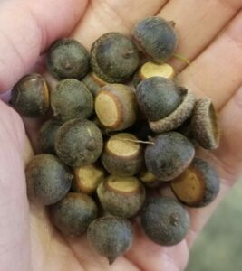 Quercus nigra "Water oak" acorns