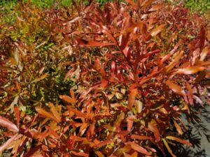 Orange/red fall colour of Quercus phellos "Willow oak" leaves at Mellow Marsh