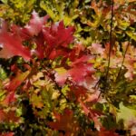 Vibrant red Quercus ruba "Red oak" leaves at Mellow Marsh