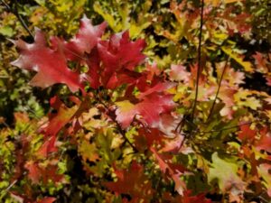 Vibrant red Quercus ruba "Red oak" leaves at Mellow Marsh