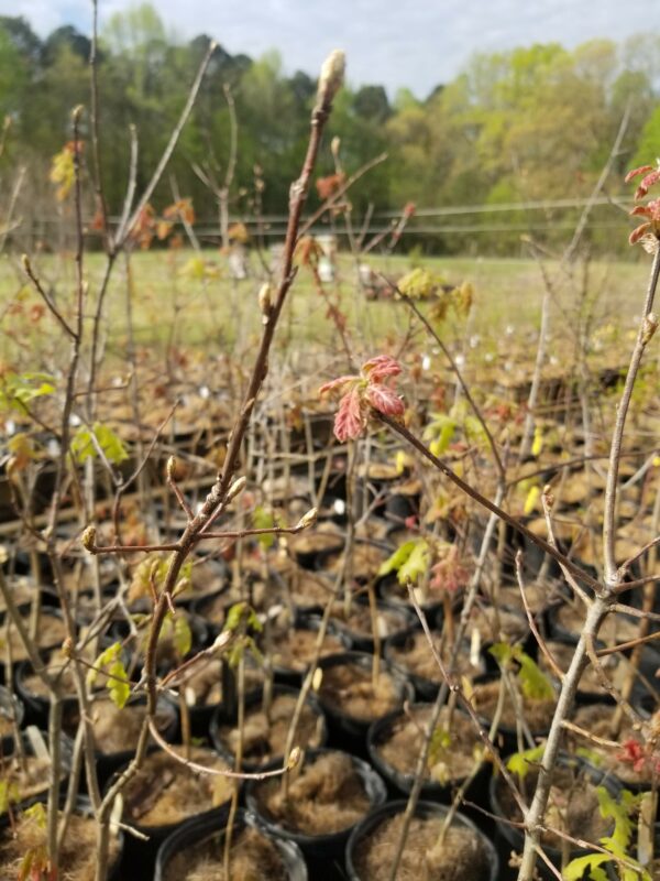 Spring buds and baby leaves of Quercus shumardii "Shumard's oak" 1-gallons at Mellow Marsh