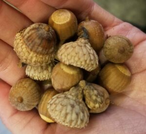 Quercus velutina (Black oak) acorns