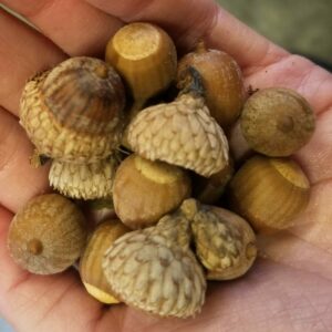 Quercus velutina (Black oak) acorns