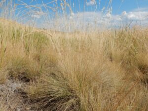 "Festuca ovina" by Matt Lavin is licensed under CC BY-SA 2.0.