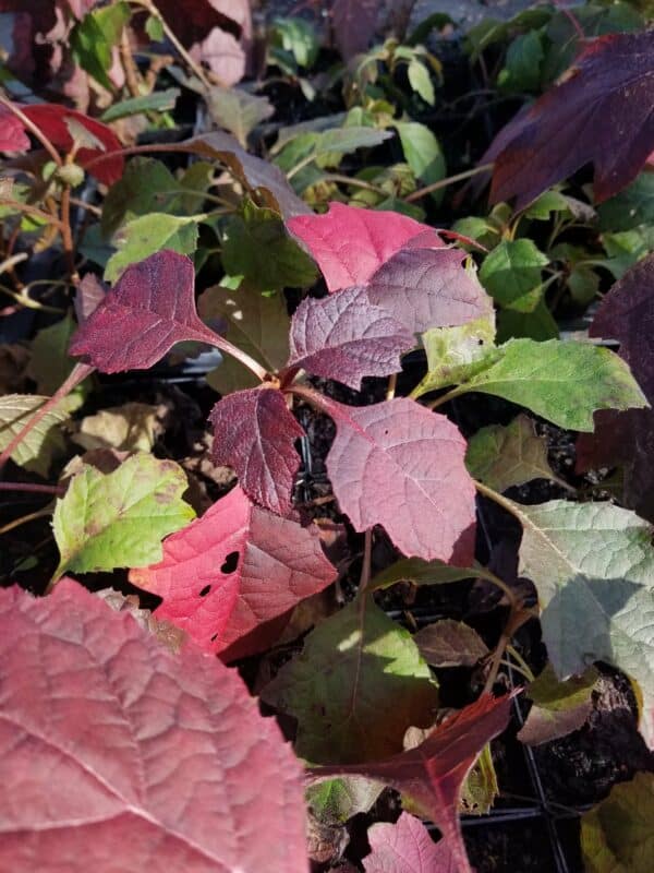 Red, purple, and green leaves Hydrangea quercifolia (Oak leaf hydrangea) tublings at Mellow Marsh in the late fall