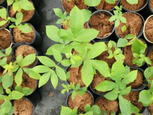 Green compound leaves of Carya cordiformis (Bitternut) 1-gallon pots in summer at Mellow Marsh Farm.