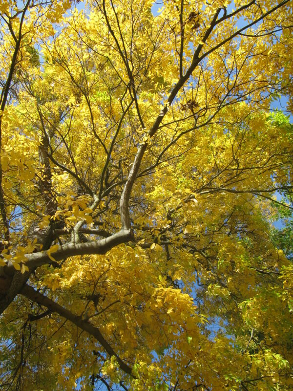 "Carya cordiformis (Bitter Nut)" by wallygrom. Yellow leaves on a mature tree, with blue sky background.