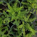 Top view of the green fronds of Adiantum pedatum (Maidenhair fern) 1-gallon pots