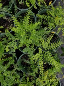 Top view of the green fronds of Adiantum pedatum (Maidenhair fern) 1-gallon pots