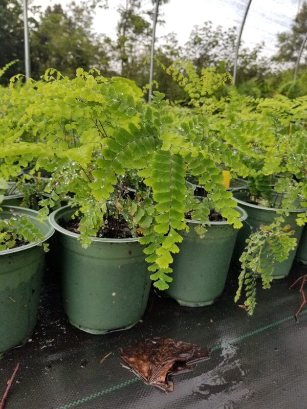 Green fronds of Adiantum pedatum (Maidenhair fern) 1-gallon pots