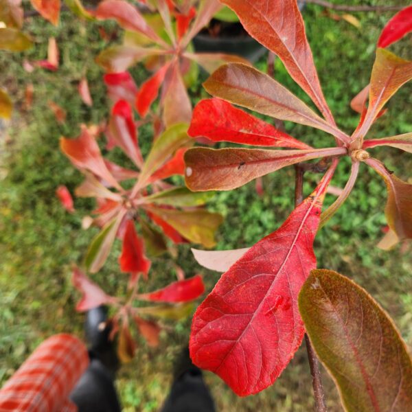 top view of bright red and dull red leaves on Franklinia alatamaha "Franklin tree"