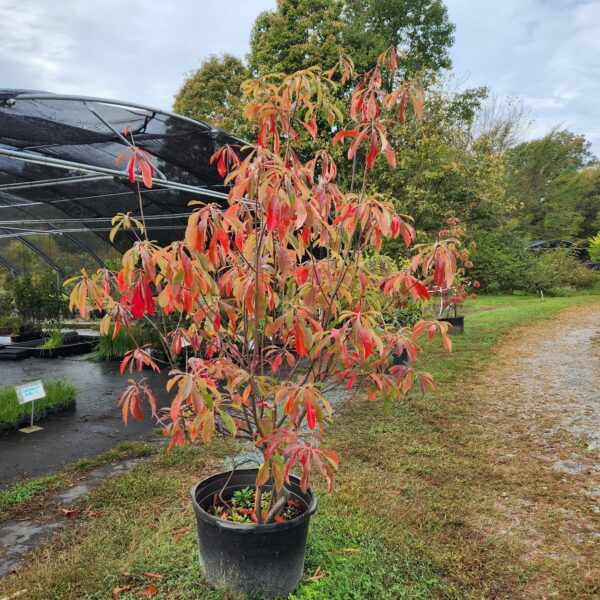 Red, orange. and green fall foliage of Franklinia alatamaha "Franklin tree"