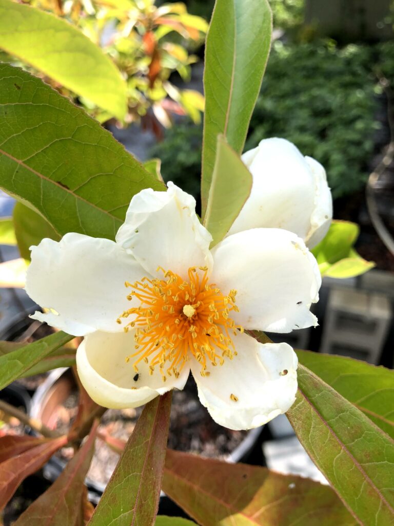 Showy white Franklinia alatamaha "Franklin tree" flower