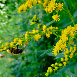"Solidago juncea - Early Goldenrod (?)" by FritzFlohrReynolds is licensed under CC BY-SA 2.0. To view a copy of this license, visit https://creativecommons.org/licenses/by-sa/2.0/?ref=openverse.