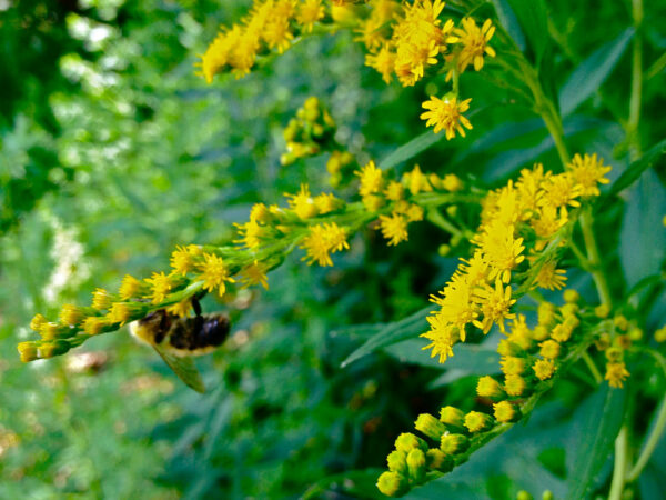 "Solidago juncea - Early Goldenrod (?)" by FritzFlohrReynolds is licensed under CC BY-SA 2.0. To view a copy of this license, visit https://creativecommons.org/licenses/by-sa/2.0/?ref=openverse.