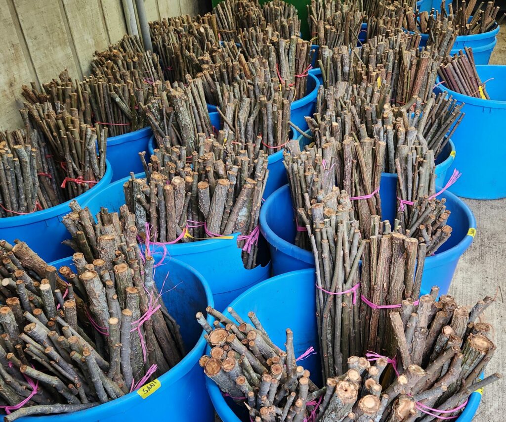 Black willow 2 foot stakes tied with pink string in blue buckets