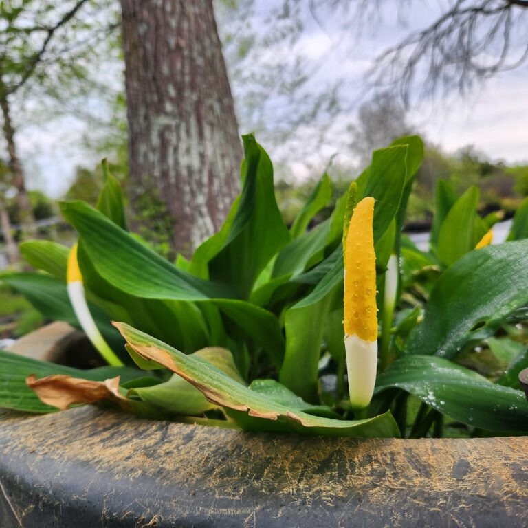 Green and brown leaves of Orontium aquaticum and long yellow spike flowers in a black tub