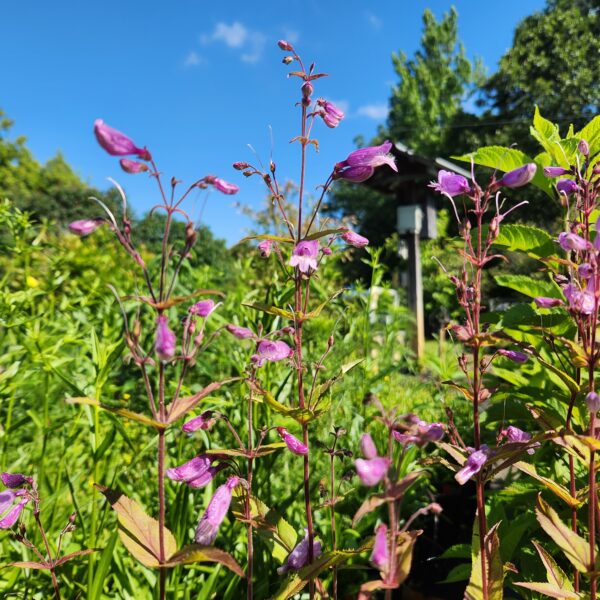 several tall racemes of Penstemon smallii purple-pink flowers on reddish stems