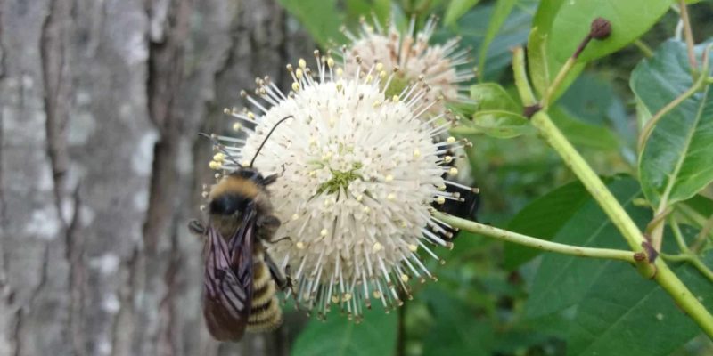Cephalanthus occidentalis (Button bush) with a bumblebee