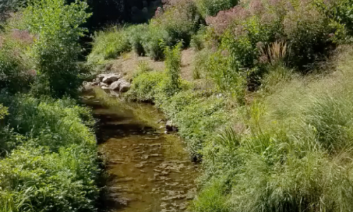 Streambed and native plants